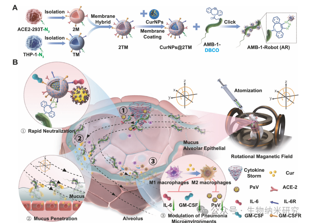 Microbots Strike! Yu Yingfeng/Peng Fei/Shen Lihan Nature Subjournal: Magnetically Controlled "Bacterial Team" for Precise Treatment of Pneumonia
