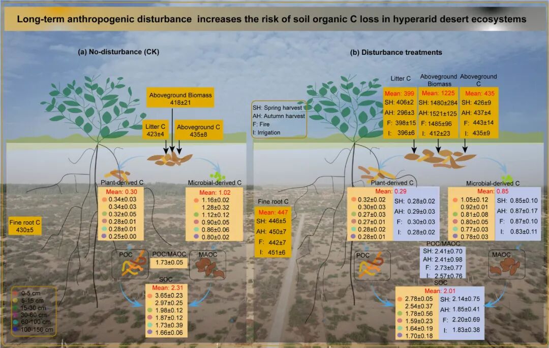 Soil Organic Carbon Loss in Hyperarid Desert Ecosystems: Long-Term Anthropogenic Disturbances Exacerbate the Situation