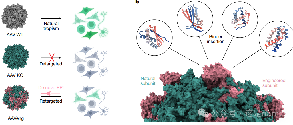 BindCraft: A One-Shot Protein Design Tool for Functional Protein Binders (Nature 2025)