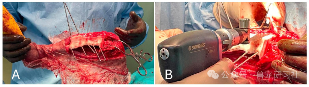 Golden Retriever Successfully Preserves Limb! 3D Printing and Precision Surgery Achieve Breakthrough in Chondrosarcoma Treatment