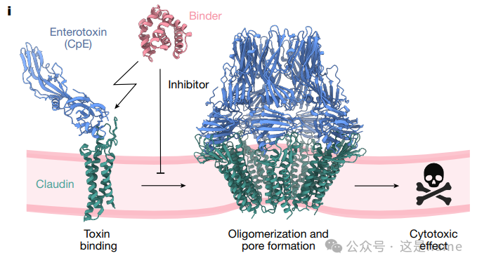 BindCraft: A One-Shot Protein Design Tool for Functional Protein Binders (Nature 2025)