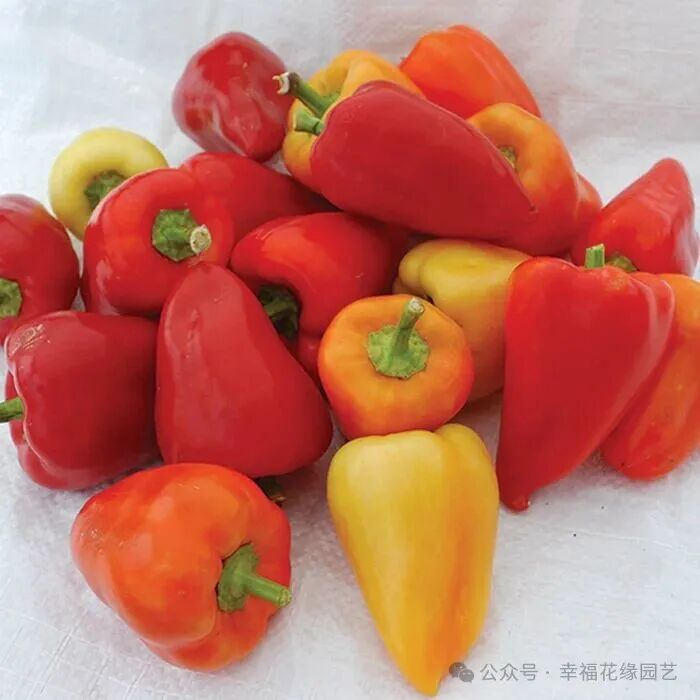 Mini Sweet Peppers: The 'King of Vitamin C' on the Dining Table, Combining Nutrition and Flavor