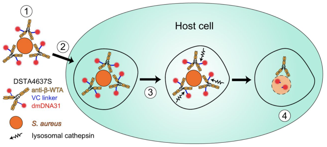 The Vast Potential of ADC Drugs: Autoimmunity, Infections, Metabolism, CNS, and More