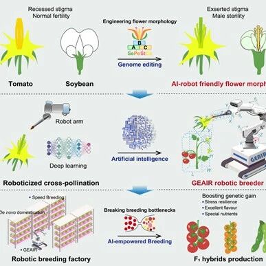 Gene Editing Design of Flower Morphology + AI Robot Pollination = A New Era of Intelligent Breeding! Breakthrough Results in Hybrid Breeding Published by the Chinese Academy of Sciences in Cell