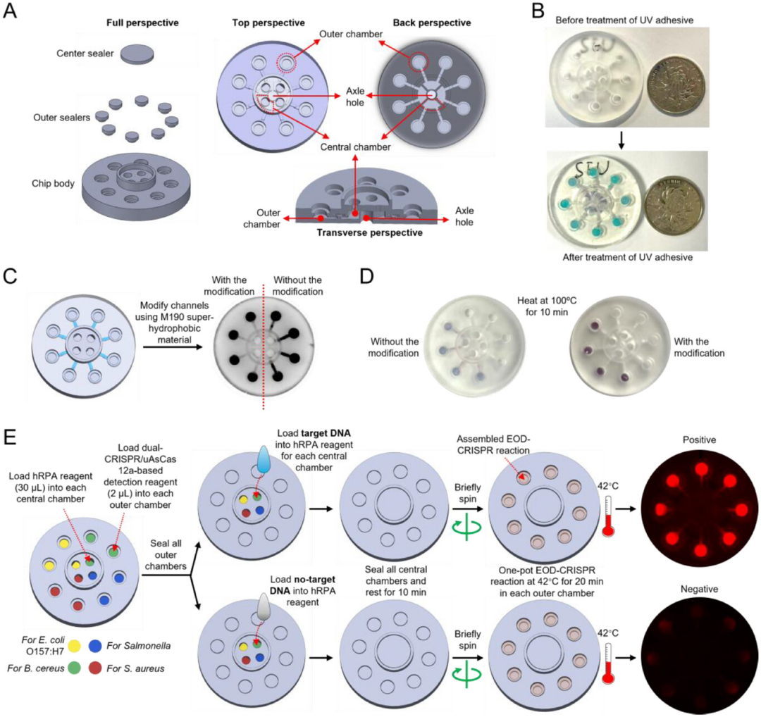 3D Printed Chips Empower CRISPR for Rapid On-Site Detection of Foodborne Bacteria
