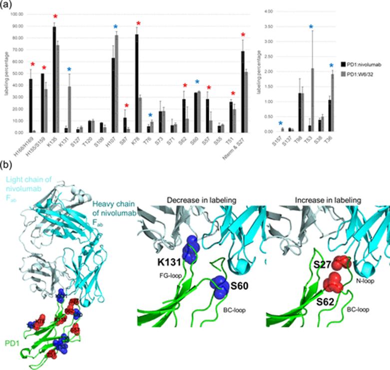 Mass Spectrometry-Driven Epitope Mapping: Application of Diethylpyrocarbonate Covalent Labeling for the Immunotherapeutic Target Programmed Cell Death Protein 1