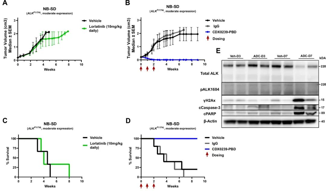 ALK-ADC Drug: Validation of Efficacy of ALK-Targeted Humanized Antibody-Drug Conjugate with Pyrrolobenzodiazepine Payload in ALK-Expressing Cancers
