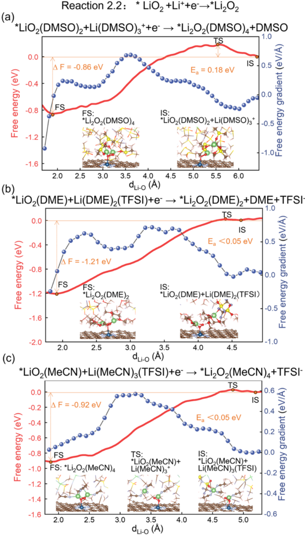 Ab Initio Molecular Dynamics Simulation of Co-N-C Single-Atom Catalysts at the Electrolyte Interface for Oxygen Reduction Reaction