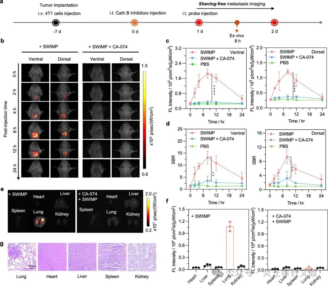 Short-Wave Infrared Semi-Cyano-6 for Cancer Activation and Non-Hairless Preclinical Imaging of Lung Metastasis