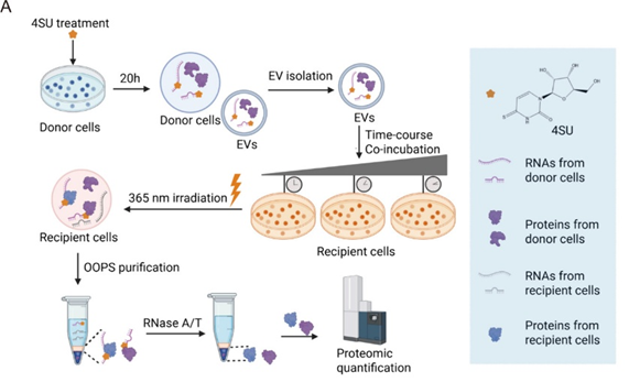 Proteomic Tracking of Extracellular Vesicle RNA Interactors in Recipient Immune Cells through Orthogonal Labelings