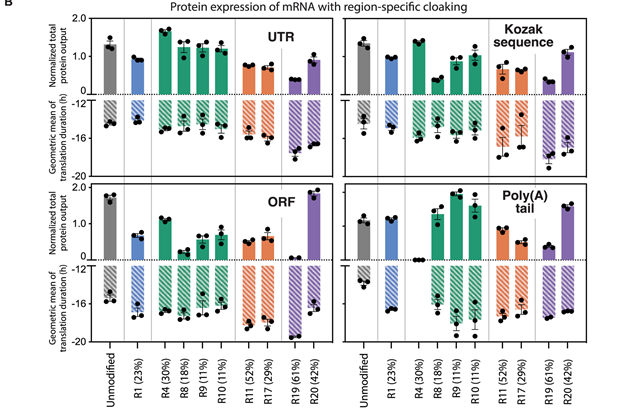 Localized 2'-OH Acylation at Poly(A) Extends RNA Translation