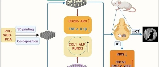 3D Printed Strontium-Doped Bioactive Glass/Polycaprolactone Scaffolds Enhance Immunomodulation and Bone Repair through Polydopamine Surface Modification