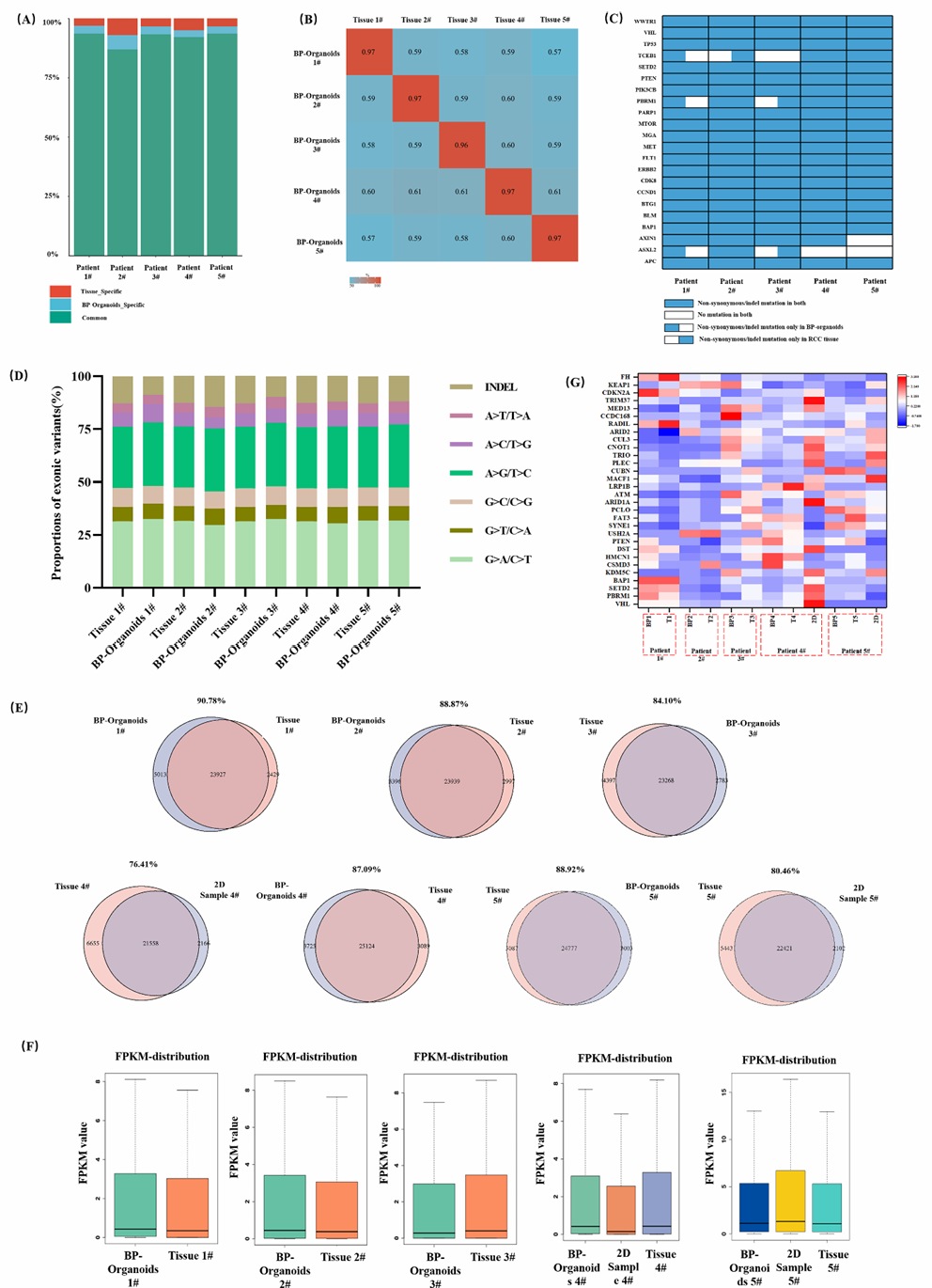 3D Bioprinting and Organoid Technology: Biofabrication of Multicellular Organoid Models to Recreate the Real Tumor Microenvironment