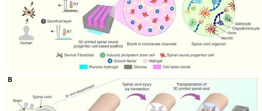 3D-Printed Scaffolds Promote Enhanced Spinal Organoid Formation for Use in Spinal Cord Injury