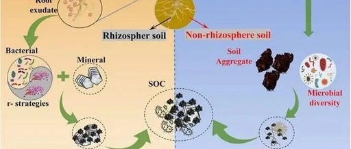 Divergent Mechanisms of Rhizosphere and Non-Rhizosphere Soil Organic Carbon Sequestration Under Precipitation Variability: Evidence from Microbial Life-History Strategies