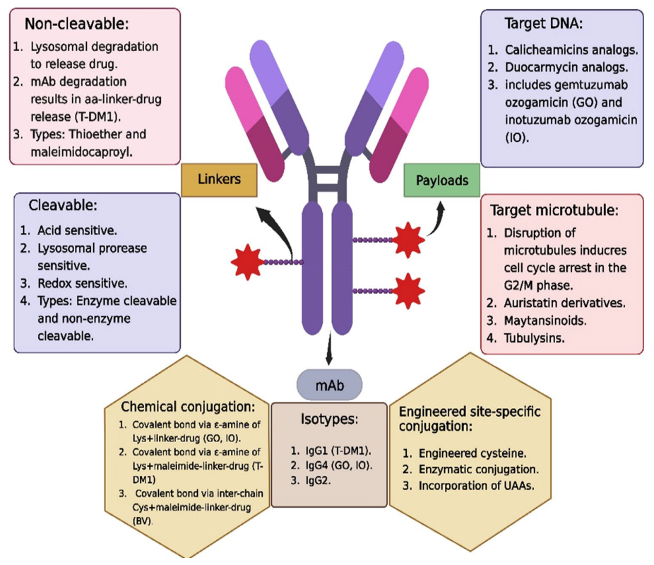 Antibody-Drug Conjugates in Cancer Therapy: Innovations, Challenges, and Future Directions