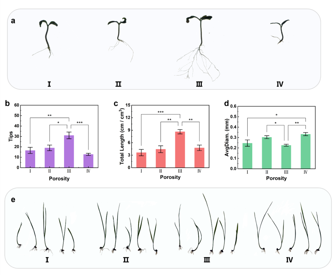 Donghua University Researcher Men Yongjun: The First 3D Printed Plant Growth Medium