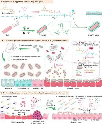 Oral Probiotic-Drug Conjugates for Targeted Colonization and On-Demand Drug Release in the Treatment of Ulcerative Colitis and Its Complications