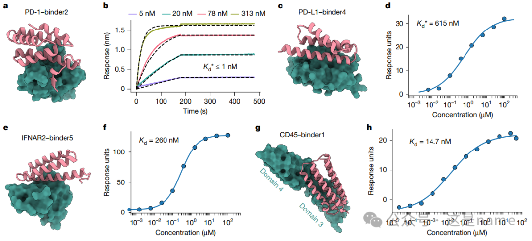 BindCraft: A One-Shot Protein Design Tool for Functional Protein Binders (Nature 2025)