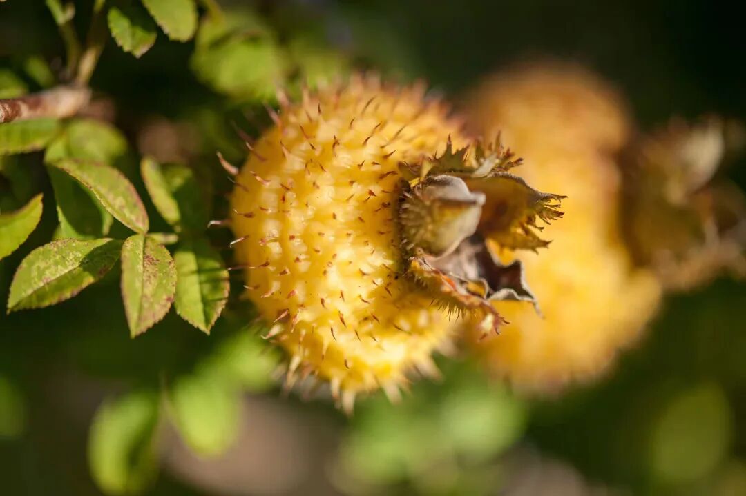 The Antioxidant Champions of the Fruit World: Surprising Sources of Vitamin C