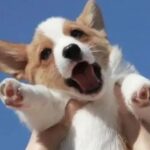Liquid Cooling, CPO, PCB: What is the Market Buzzing About?