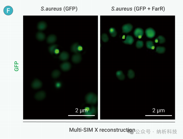 August Collection (Part 2) | Multi-SIM Tackles Dual Challenges: New Antibacterial Drugs and Nanotherapy for Brain Injury
