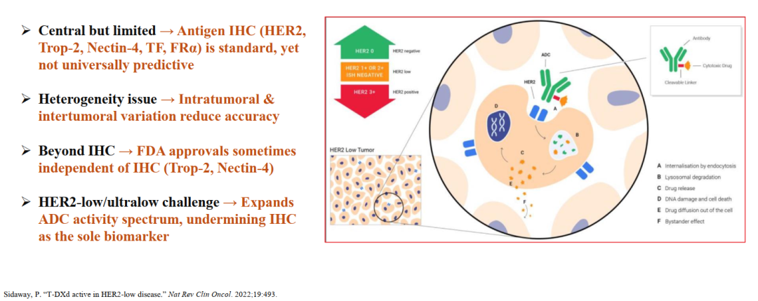 Biomarkers for ADCs: IHC and Beyond