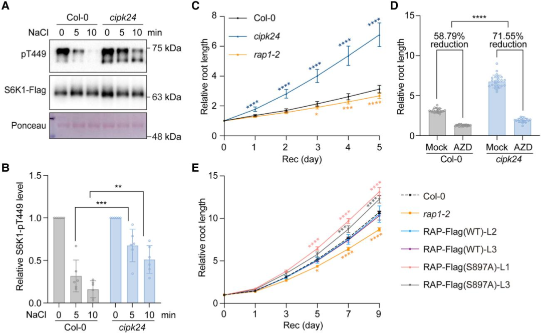 Literature Sharing | Interaction of Calcium Sensor Kinase Pathway with TOR Complex Balances Growth and Salt Tolerance in Arabidopsis