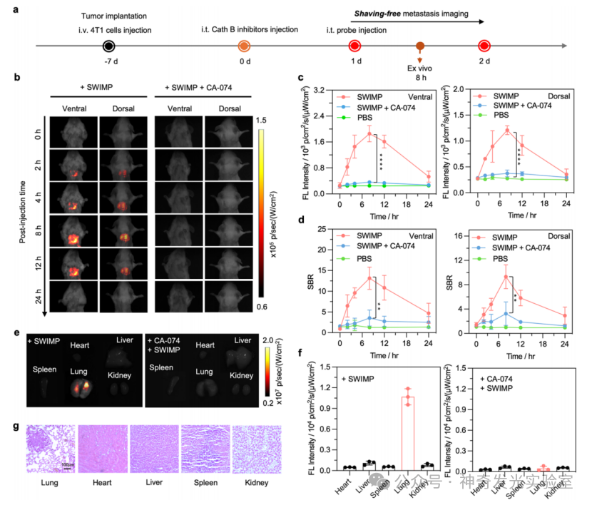 J. Am. Chem. Soc.: Shortwave Infrared Hemicyanine-6 for Cancer Activation and Shaving-Free Preclinical Imaging of Lung Metastasis