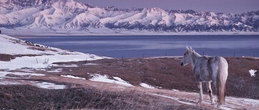 Reading the Current Processing Program Segment with PLC