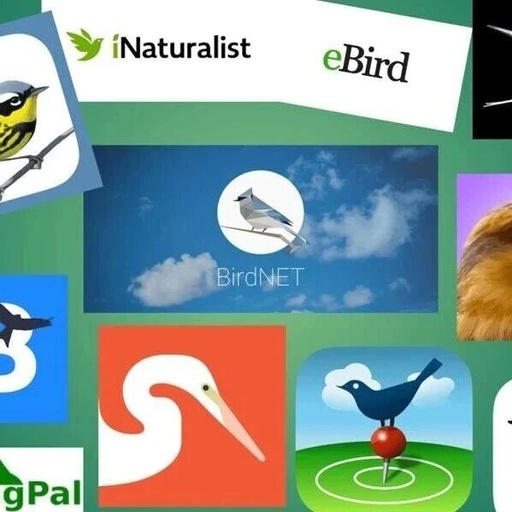 Beyond Chatbots: Embracing AI Natural Applications for Birdwatching