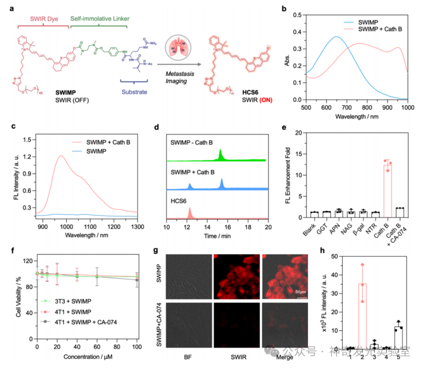 J. Am. Chem. Soc.: Shortwave Infrared Hemicyanine-6 for Cancer Activation and Shaving-Free Preclinical Imaging of Lung Metastasis