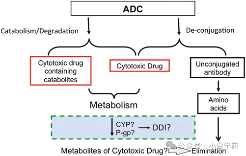 Opportunities for Newcomers in ADC Drugs Amid Challenges!