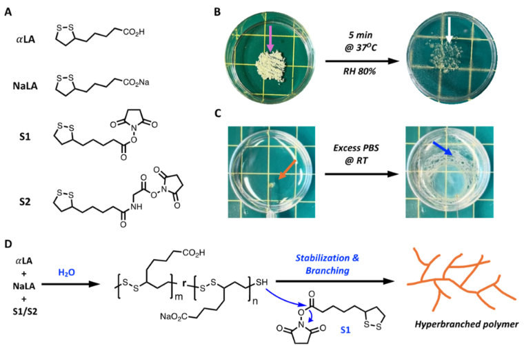 Low Eutectic System of α-Lipoic Acid and Sodium Lipoate: Multifunctional Solid-State Medical Superglue Precursors