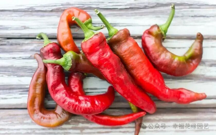Mini Sweet Peppers: The 'King of Vitamin C' on the Dining Table, Combining Nutrition and Flavor