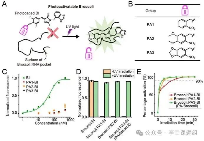 Photoactivatable RNA Tags for Subcellular Photolabeling of RNA