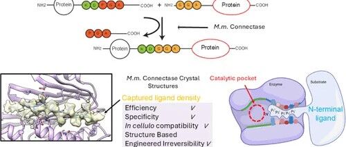 Structural Basis of High-Precision Protein Ligation and Its Application
