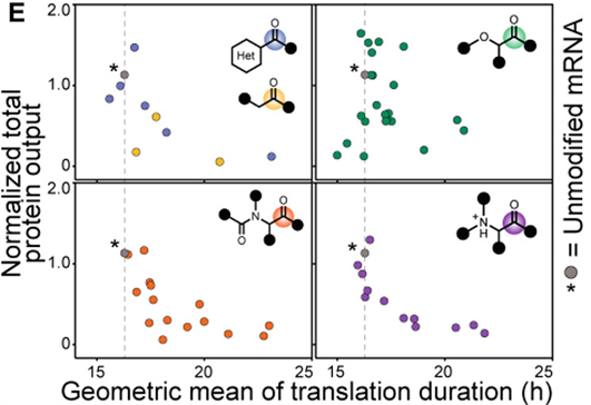 Localized 2'-OH Acylation at Poly(A) Extends RNA Translation