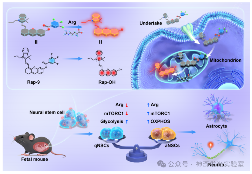 Revealing Dynamics of Arginine Metabolism in Neural Differentiation through Ratiometric Fluorescence Imaging