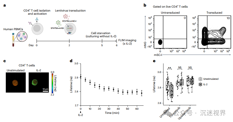 Gene-Encoded Biosensor STATeLights: A Breakthrough Tool for Real-Time Visualization of STAT Activation in Live Cells