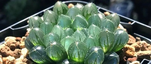 Haworthia: The Crystal Clear Mini Desktop Plant