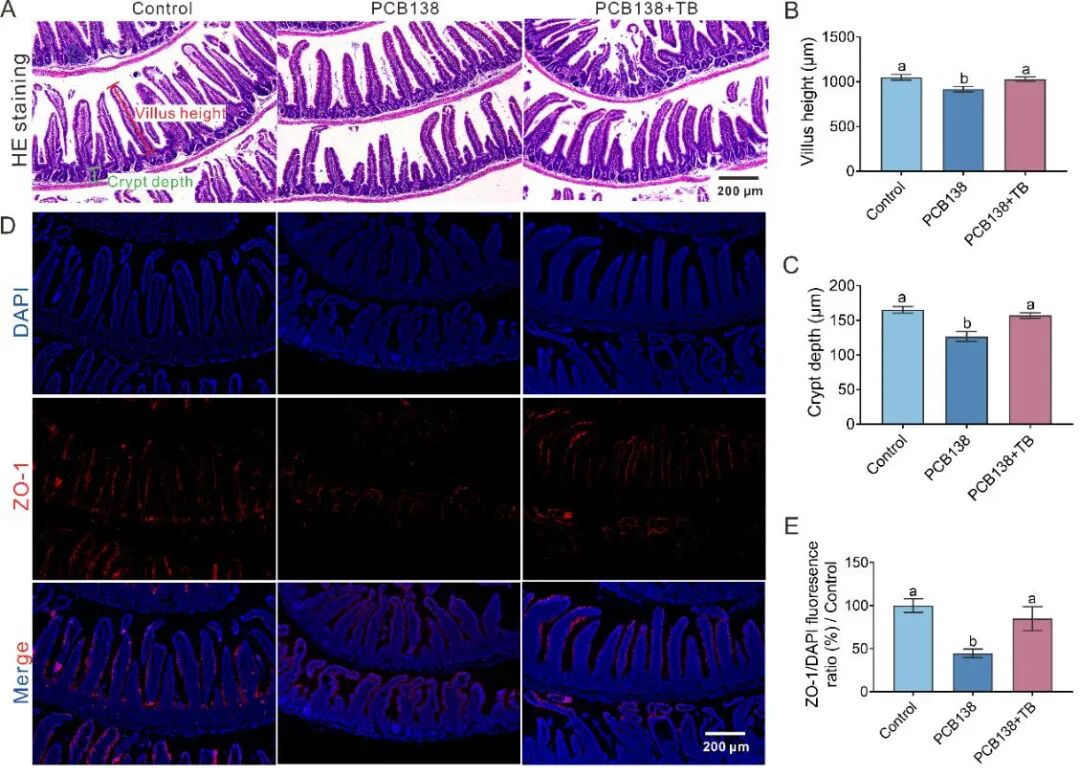 Research on the Mechanism of PCB138-Induced Metabolic-Related Fatty Liver Disease and Intervention with Theabrownin by the Team of Professor Zuo Zhenghong and Professor He Chengyong from Xiamen University