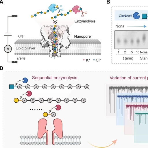 Cutting-Edge Literature: J. Am. Chem. Soc.: Glycosidase-Assisted Nanopore Sensing for Efficient Glycan Sequencing