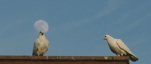 C_SysInfo: A Command-Line Tool in C for Displaying Current System Information