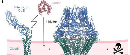 BindCraft: A One-Shot Protein Design Tool for Functional Protein Binders (Nature 2025)