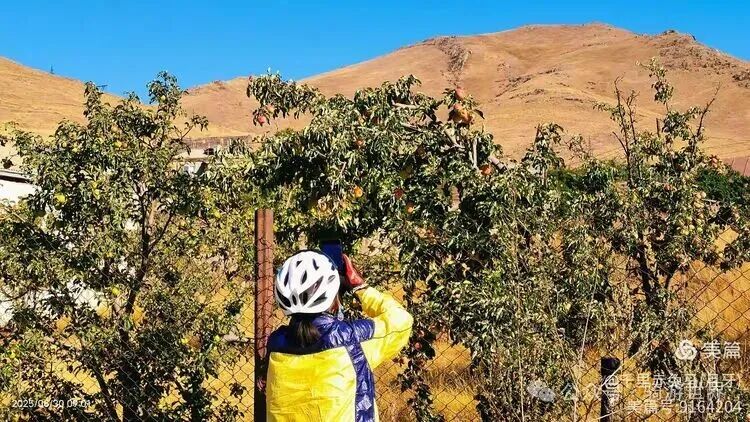 A Return Customer After Eating Fish; Cycling from 11°C to 38°C to Yerevan (Days 19-20 of Cycling in the Caucasus + Turkey)