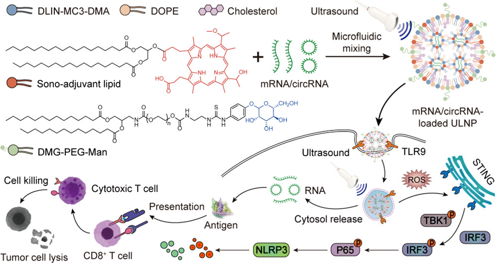 Literature Sharing | J. Am. Chem. Soc | Ultrasound-Activated Lipid Nanoplatform for Region-Specific Innate Immune Stimulation and Cancer mRNA Vaccination