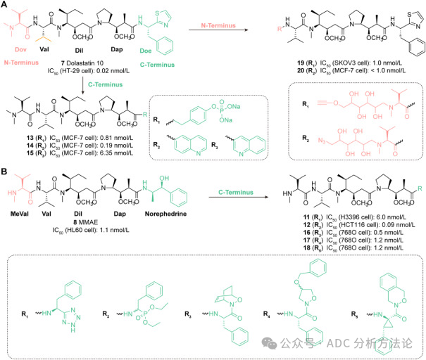 ADC Drug Payload Series (Part 2): Microtubule Protein Inhibitor Auristatin