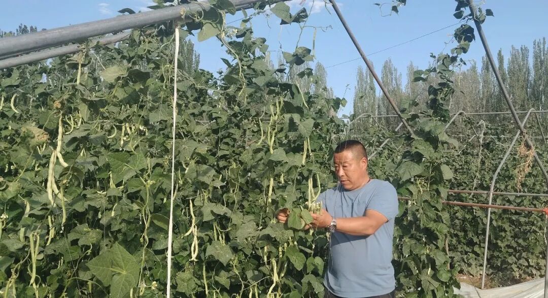 Strengthening the Awareness of the Chinese National Community: The 'Embedded' Vegetable Garden Yields 'Community' Fruits