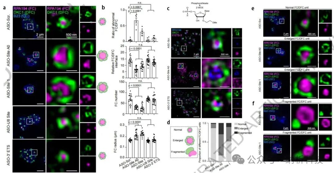 Multi-SIM Supports Publication in Nature: The Spatial Patterns of pre-rRNA Processing and the Multi-Level Structure of the Nucleolus
